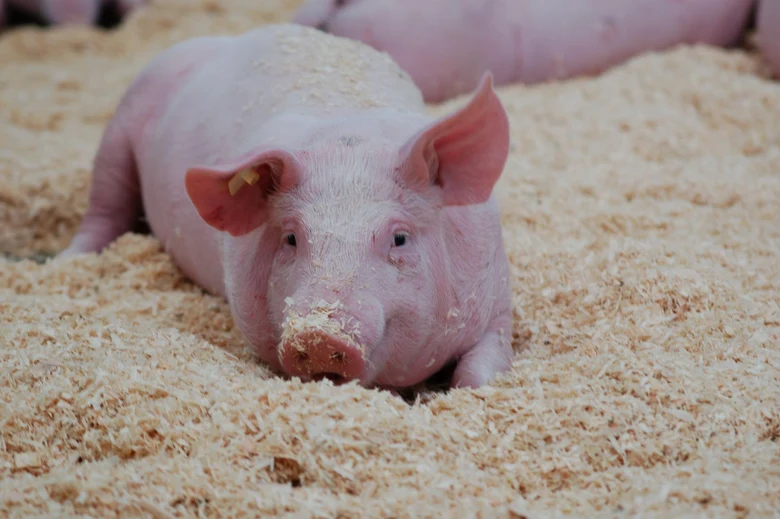 Schwein_Agraroekonomie