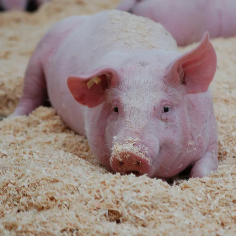 Schwein