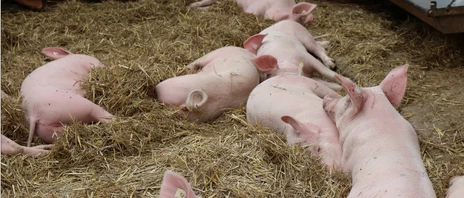 Strohschweine_KPZ Schweine liegen im Stroh