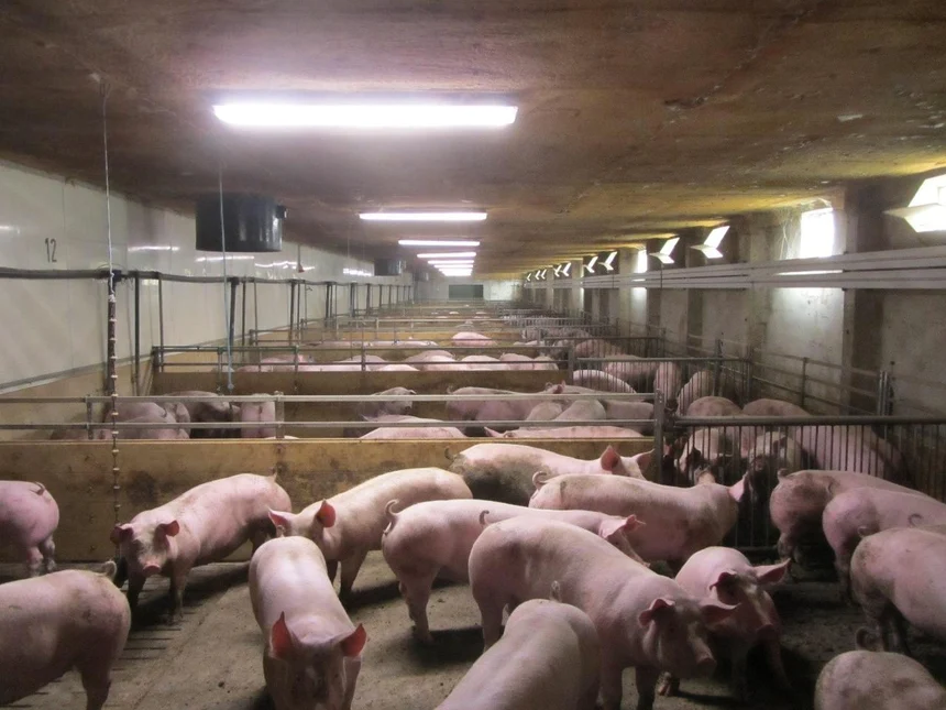 Schweine im Stall