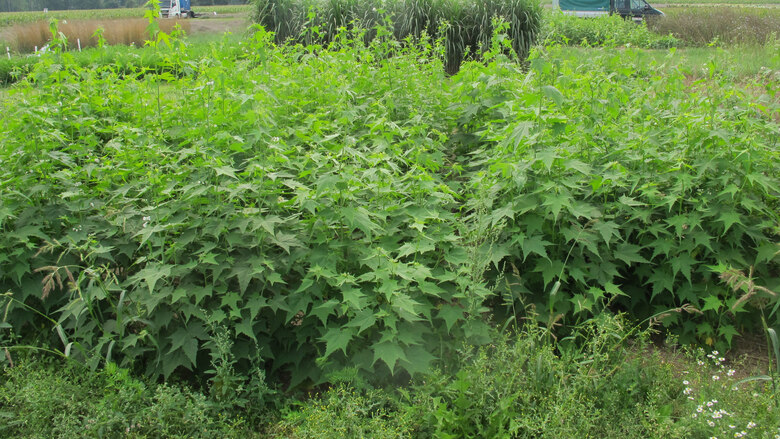 Sidabestand am 22.08.2023