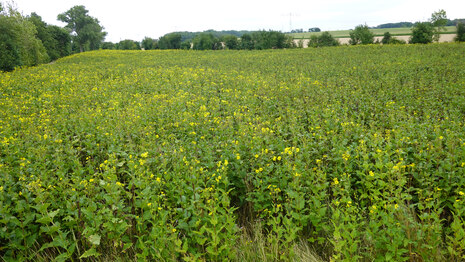 Silphiebestand 02.08.2023 Strehla