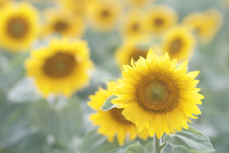 Sonnenblumenfeld