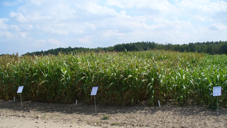 Sorghum_Versuchsfeld_2012_08_29