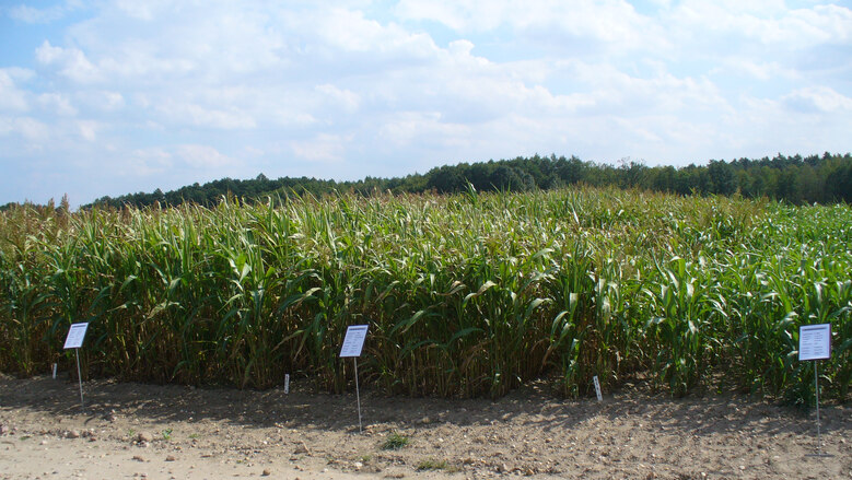 Sorghum_Versuchsfeld_2012_08_29