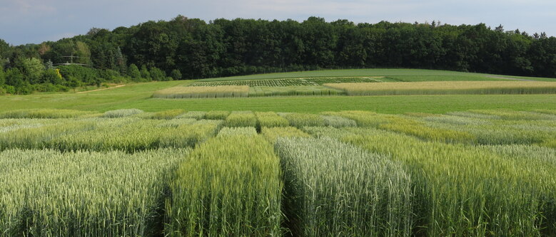 Pflanzenbauliches Versuchswesen - Landwirtschaft - Sachsen.de