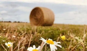 Heuballen im Hintergrund vor einem Blühstreifen