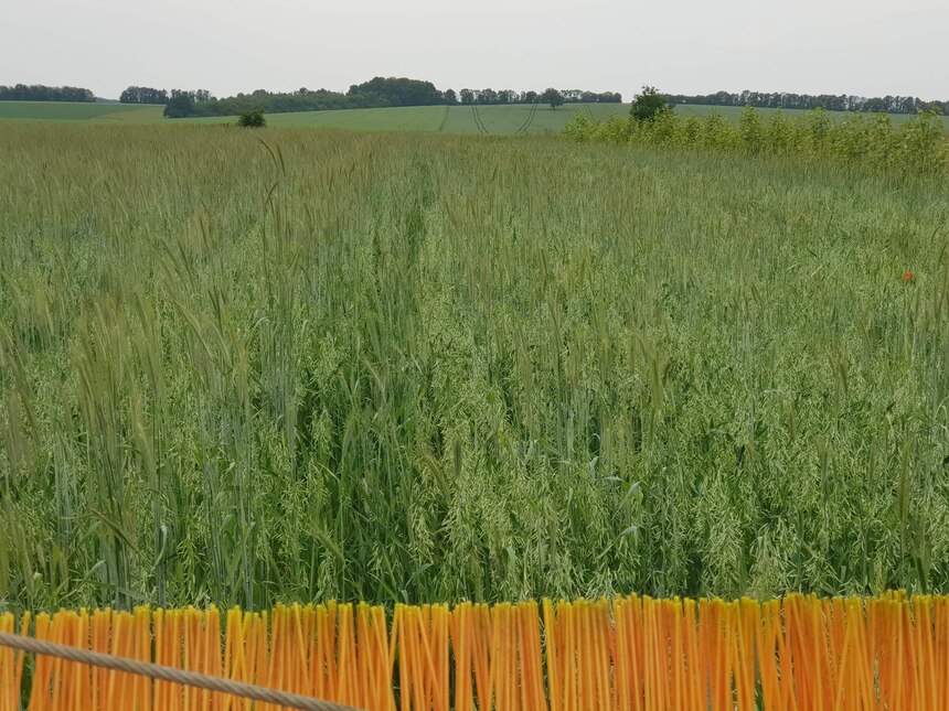 Comcut Unkrautschneider bei der Arbeit