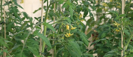 blühende Tomaten