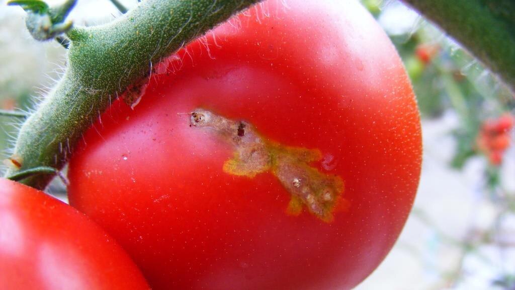 Miniergänge in einer Tomatenfrucht