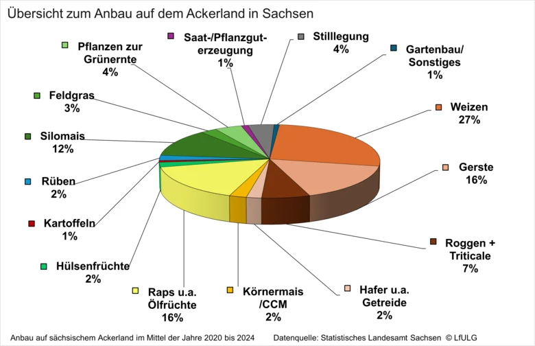 Übersicht zum Anbau auf sächsischem Ackerland im Mittel der Jahre 2020 bis 2024