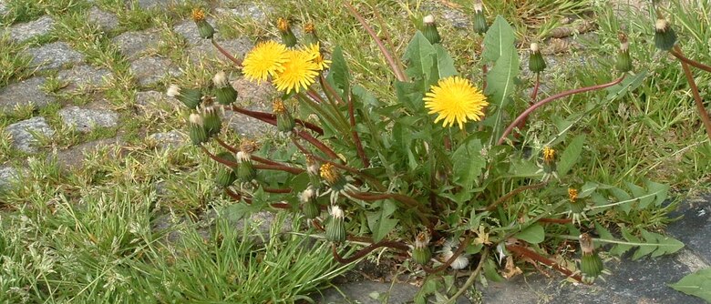 Unkraut auf Pflaster