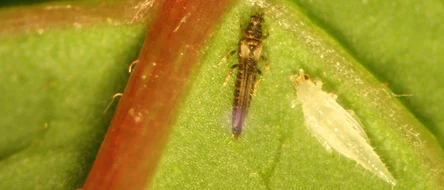 Weihnachtsstern Echinothrips americanus Gewächshaus