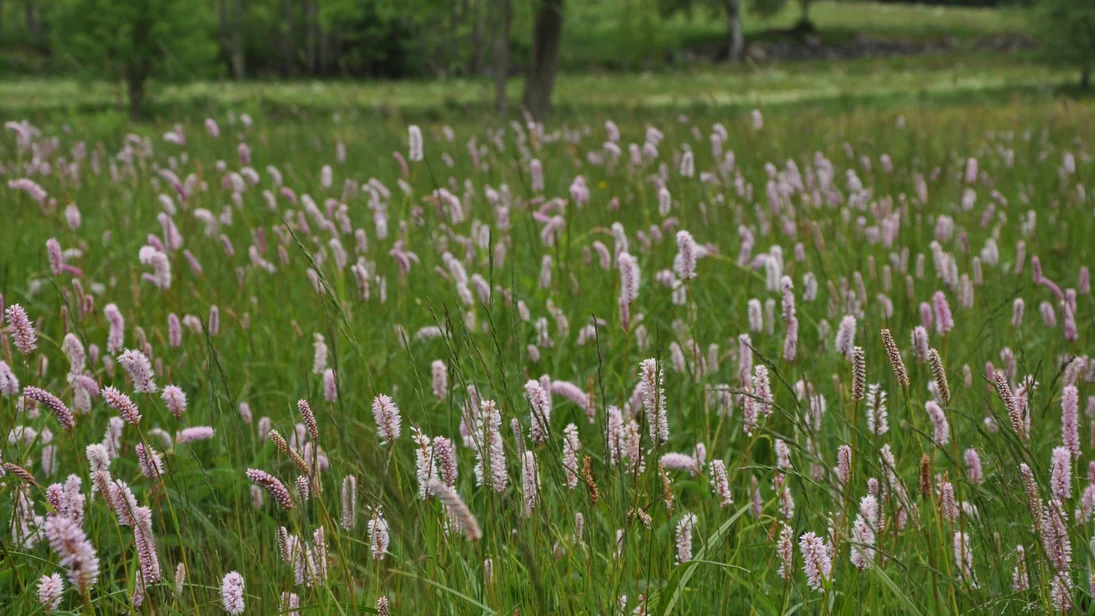 Wiesenknöterich (Bistorta officinalis)