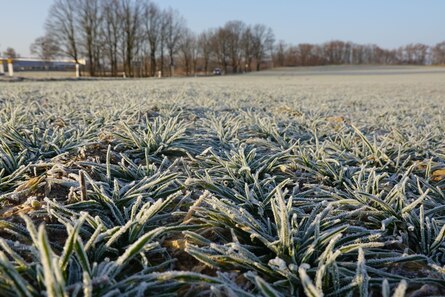 bereiftes Wintergetreide aus der Region Weißenberg Oberlausitz