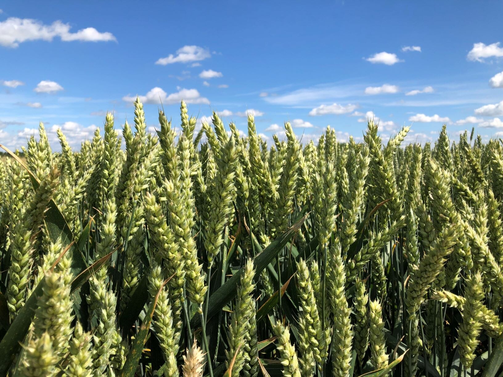 Weizenfeld mit blauem Himmel