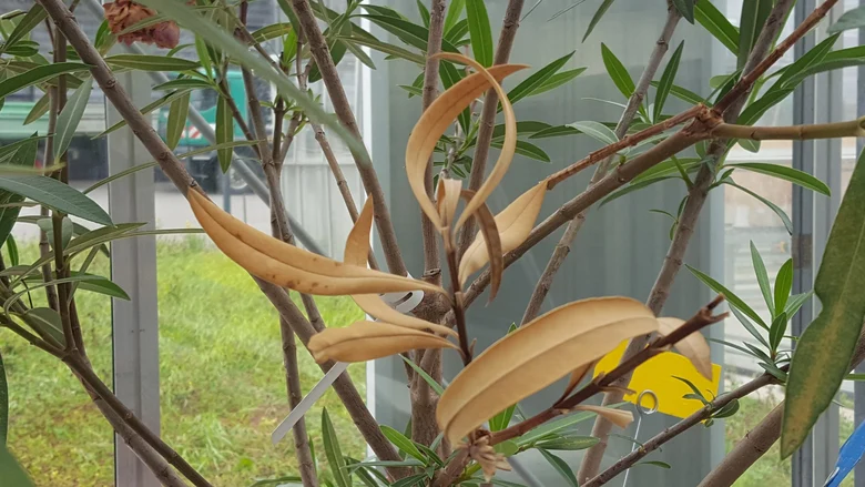 Symptome von Xylella an Oleander