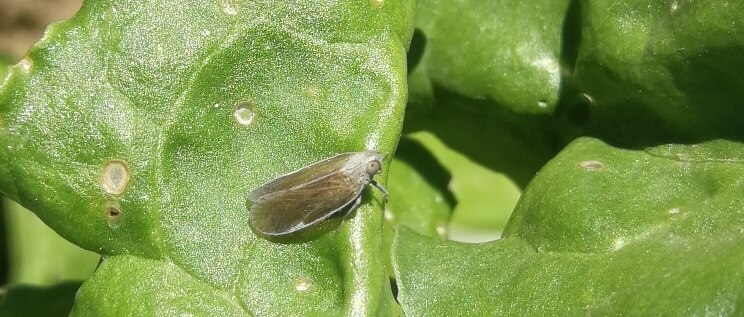 Schilfglasflügelzikade