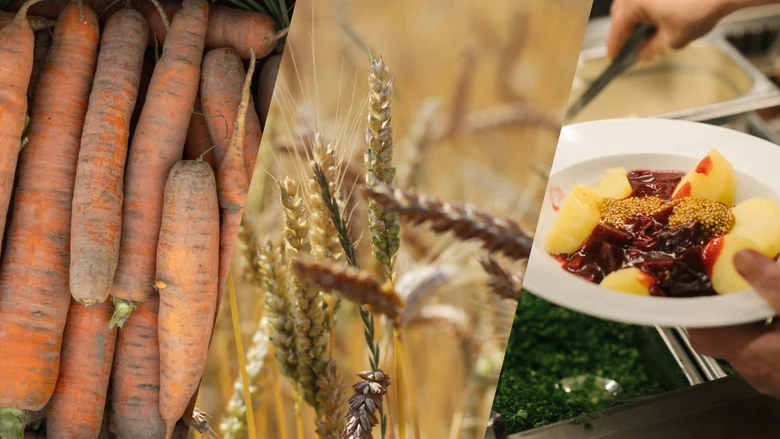 Eine Collage aus einem Bild Möhren, einem Weizenfeld und einem Teller in der Gastronomie