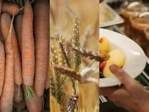 Eine Collage aus einem Bild Möhren, einem Weizenfeld und einem Teller in der Gastronomie