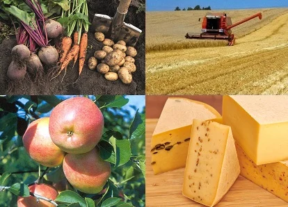 Eine Bildcollage mit Gemüse, Äpfeln, Käse und einem Getreidefeld.