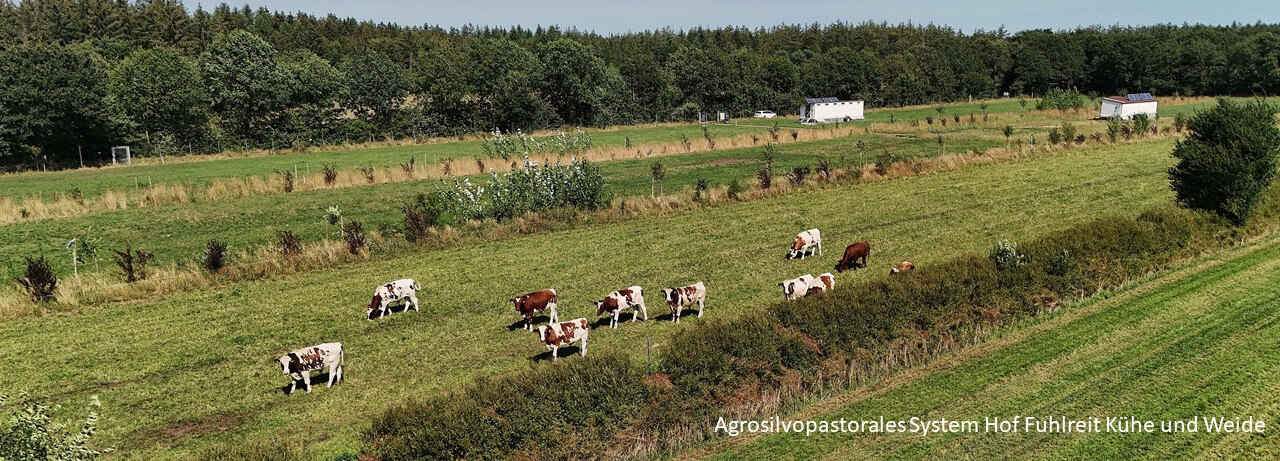 agrosilvopastorales System Hof Fuhlreit Kühe und Weide