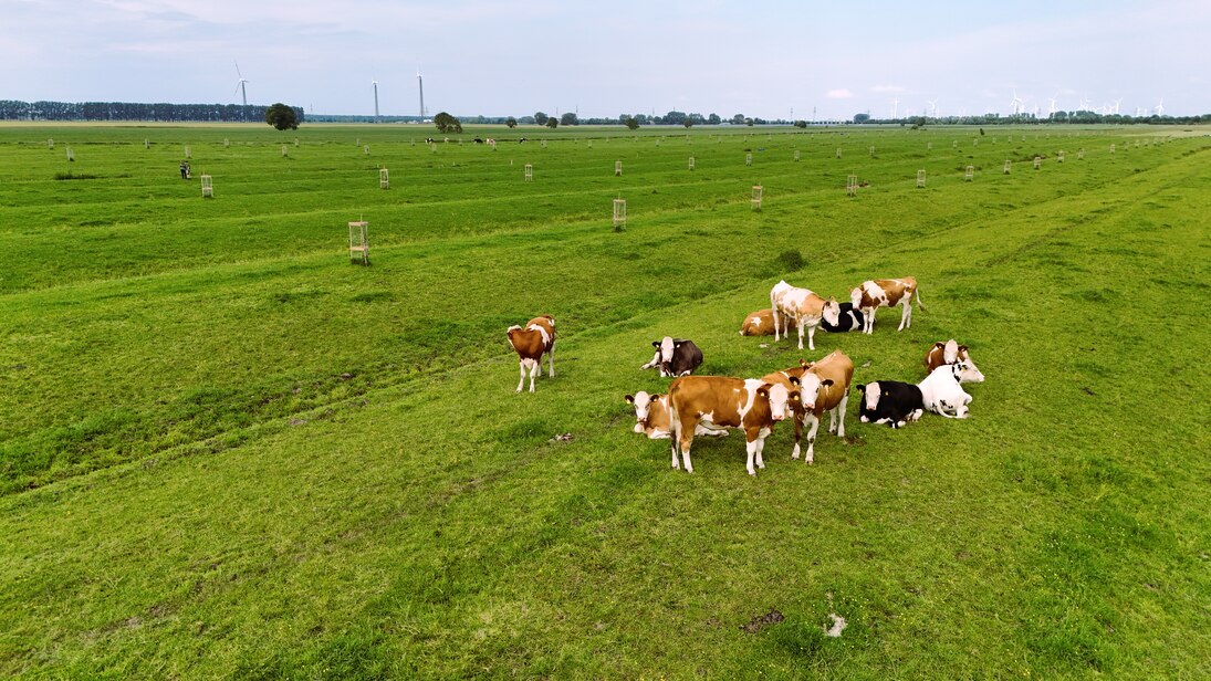 agrosilvopastorales_System_Kühe_Weide