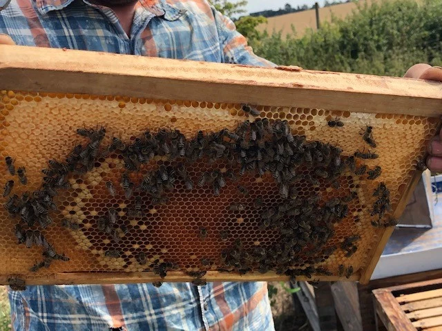 Bienen auf Bienenwabe