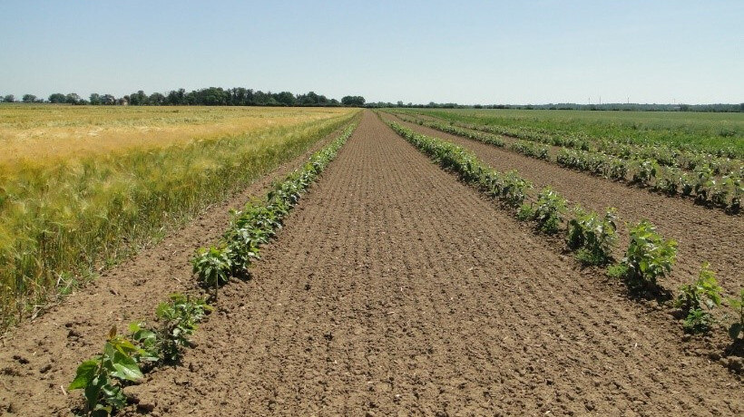 junger_Pappelgehoelzstreifen_des_Agroforstsystems_des_LVG's_in_Koellitsch