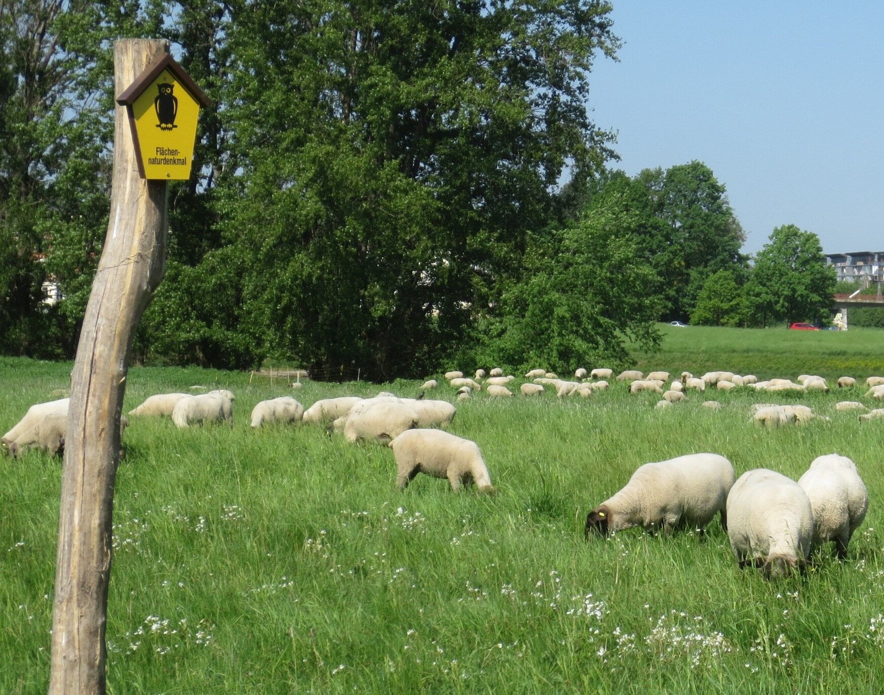 Schafe auf Grünlandfläche