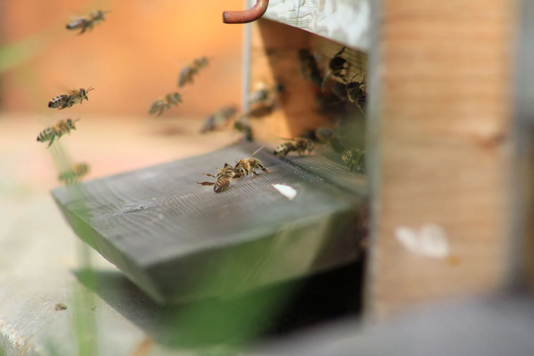 Arbeiterbienen am Eingang zum Bienenstock