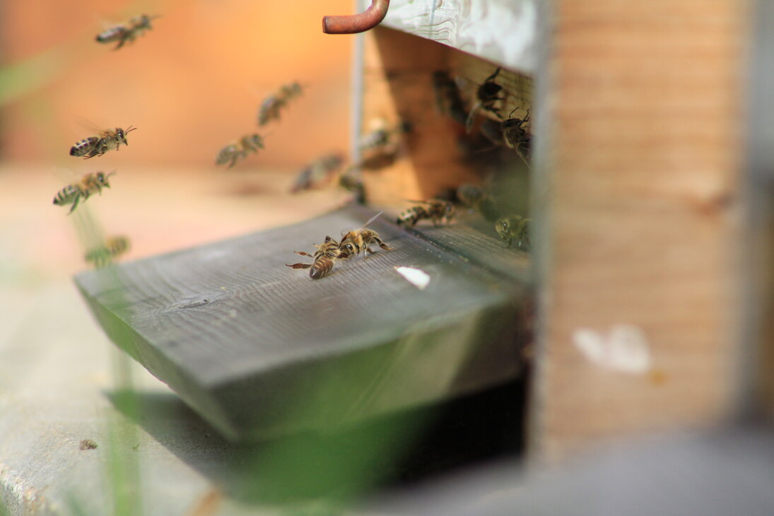 Arbeiterbienen am Eingang zum Bienenstock