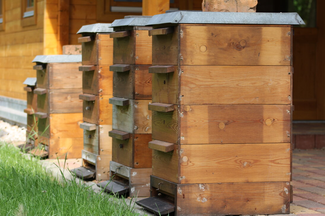 Bienenbauten vor dem Bienenhaus
