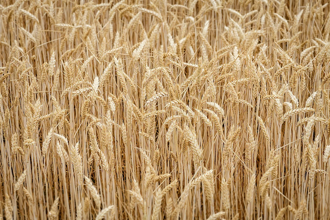 Feld von Tricitale mit gereiften Pflanzen 