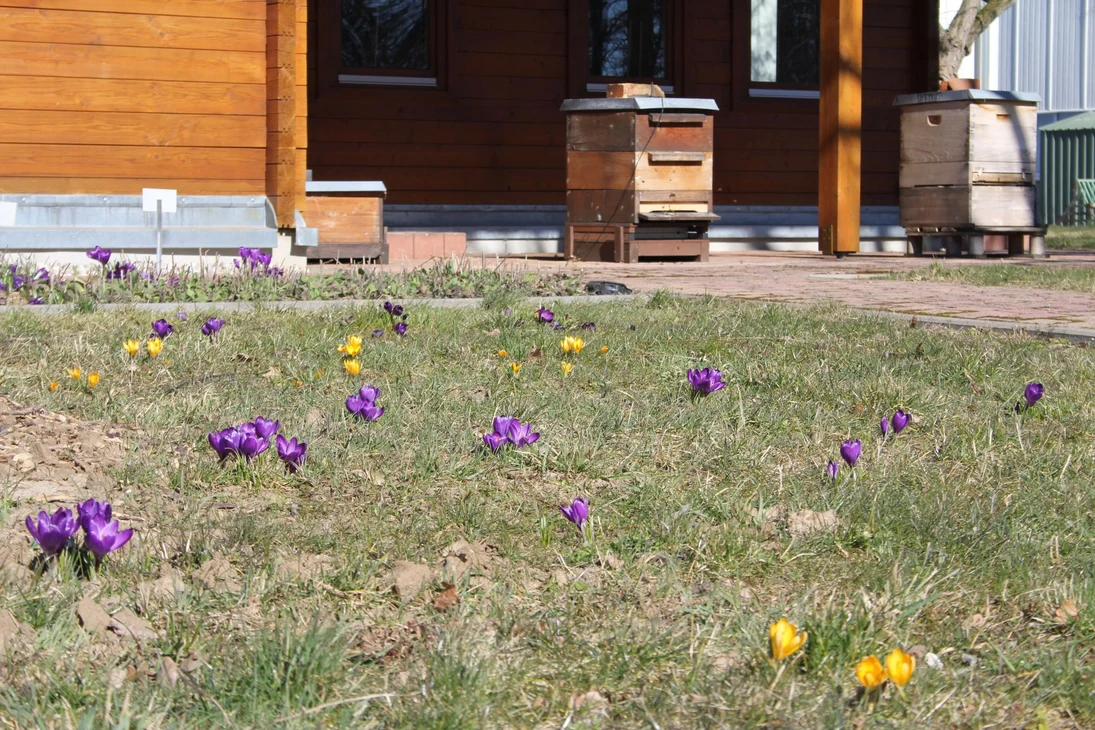 Krokuse vor dem Bienenhaus