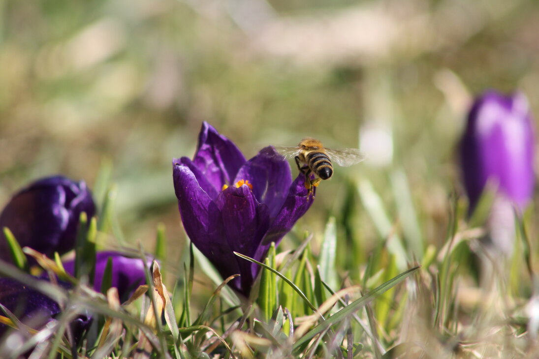 Arbeiterbiene sammelt Pollen am Krokus