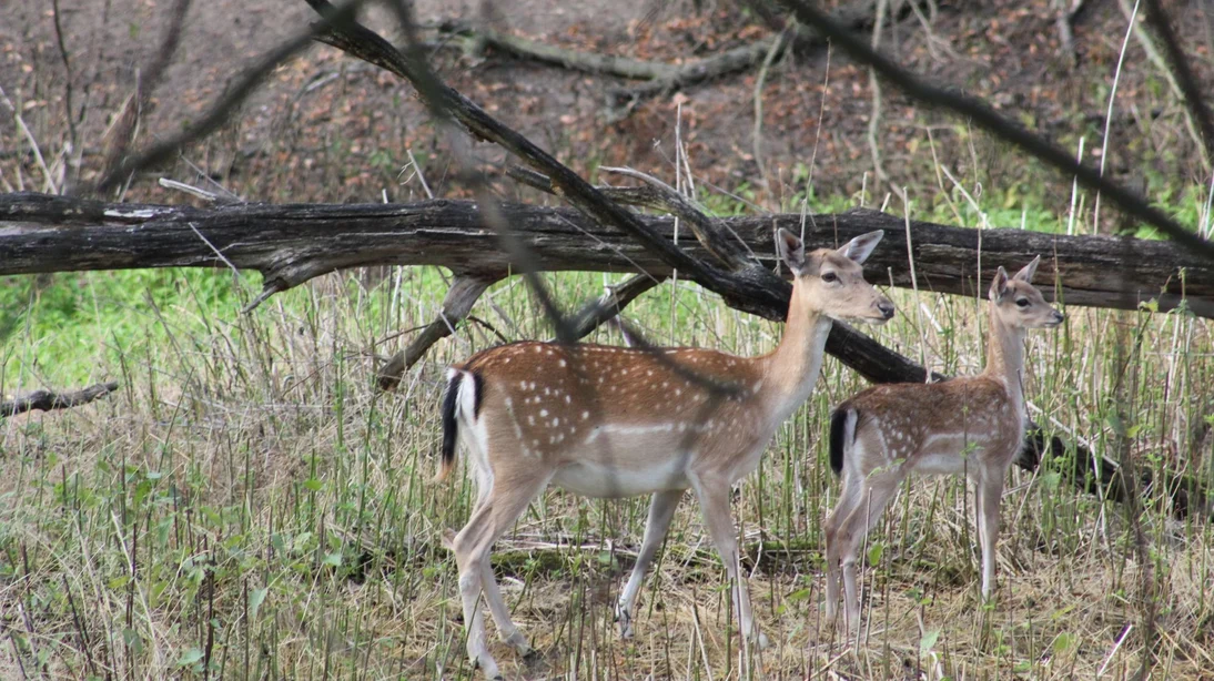 Damwild Alttier mit ihrem Kalb im Altelbarm