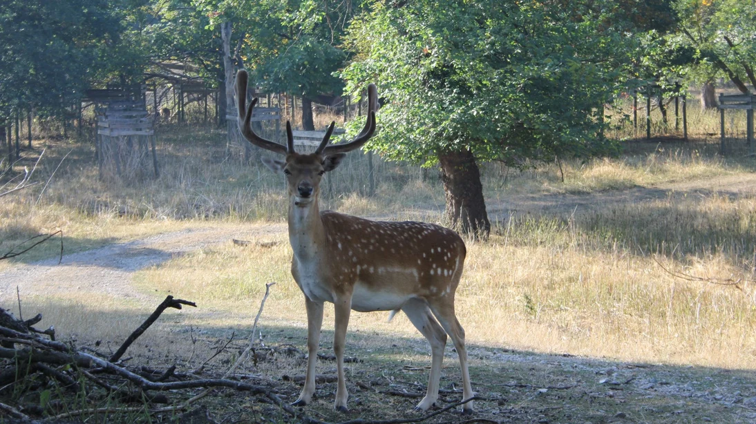 Damwildzuchthirsch im Gehege
