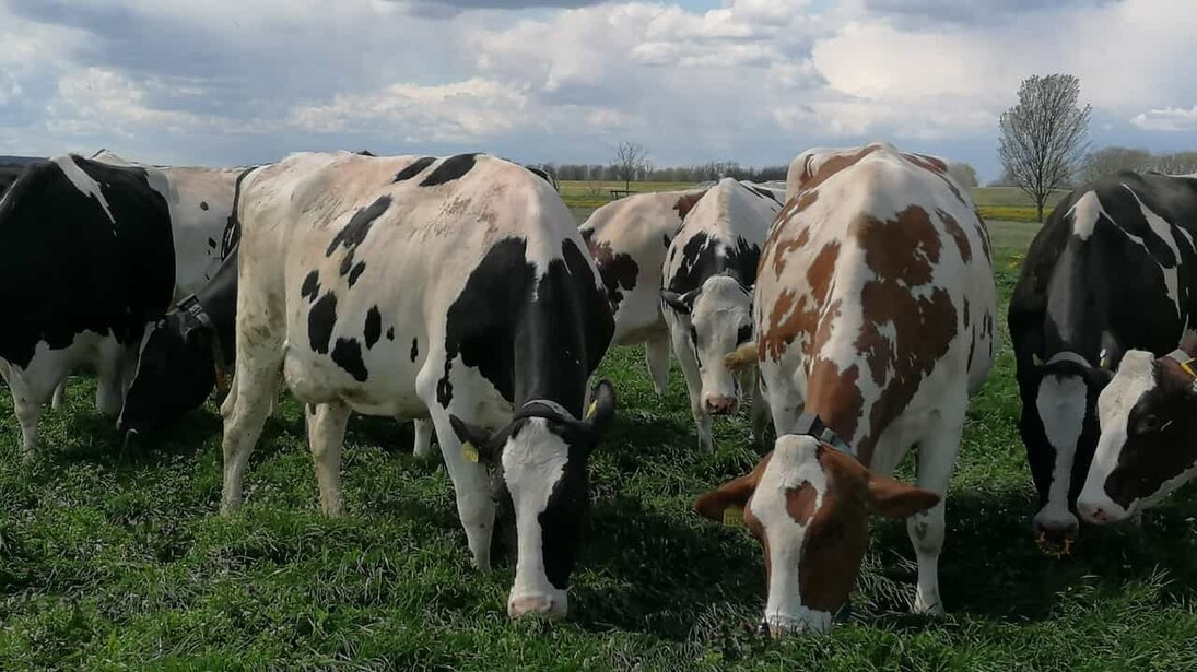Milchkuhühe auf der Weide