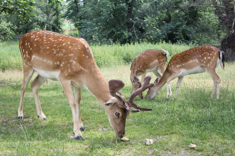 Damwild