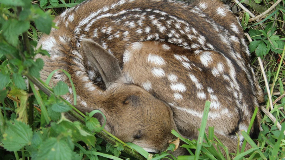 Damwildkalb in seinem Versteck vor Feinden