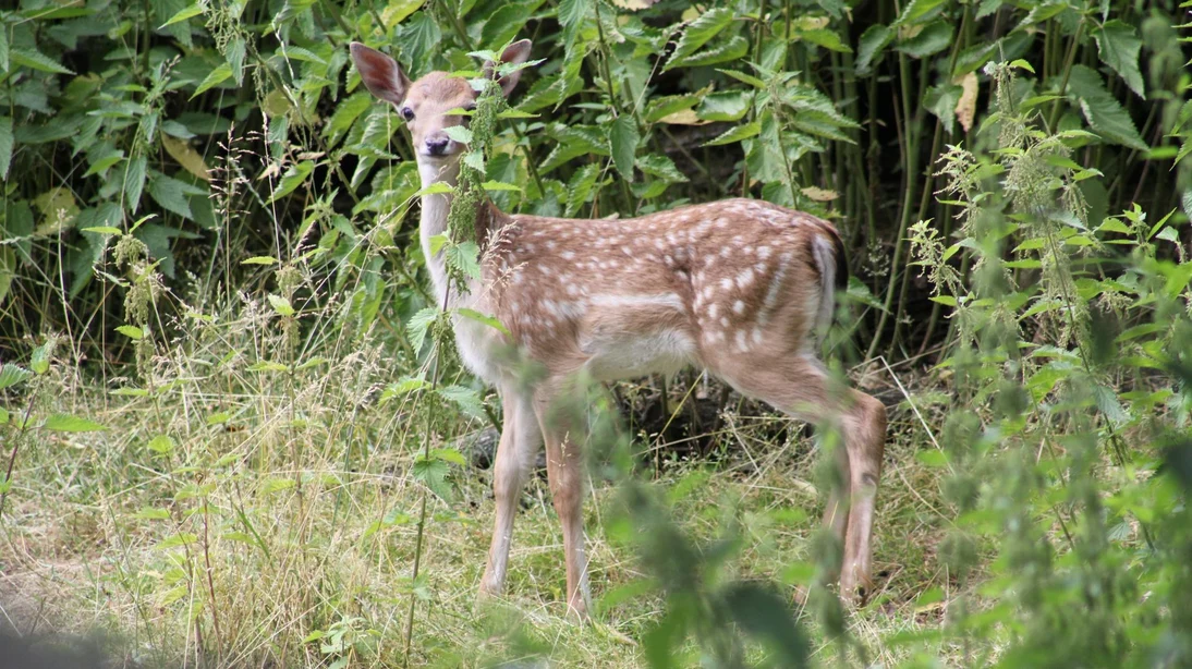 Aufmerksames Damwildkalb