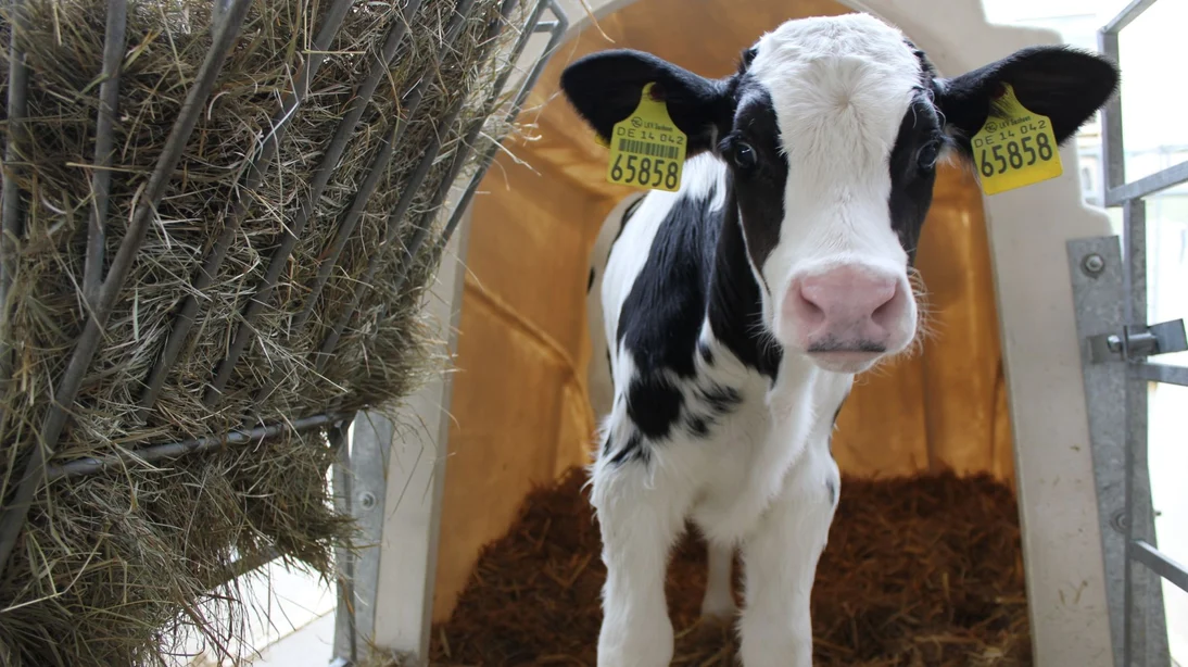 Holstein Friesian Kalb