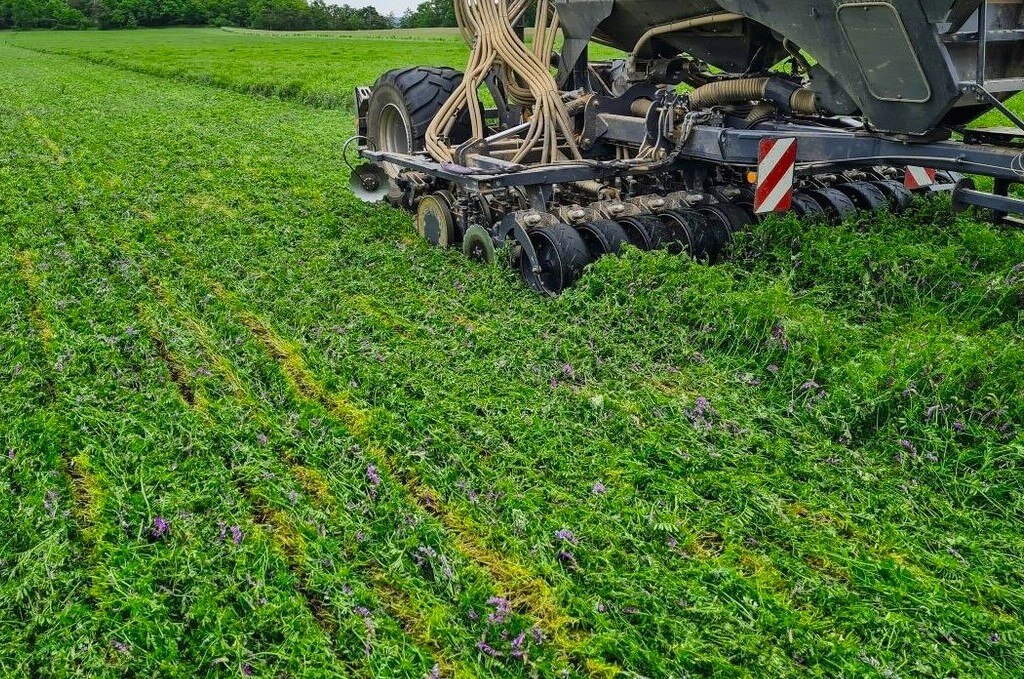 Planting Green - Einsaat in eine noch lebende Gründüngung, welche erst unmittelbar vor oder nach dem Säen der Kultur terminiert wird