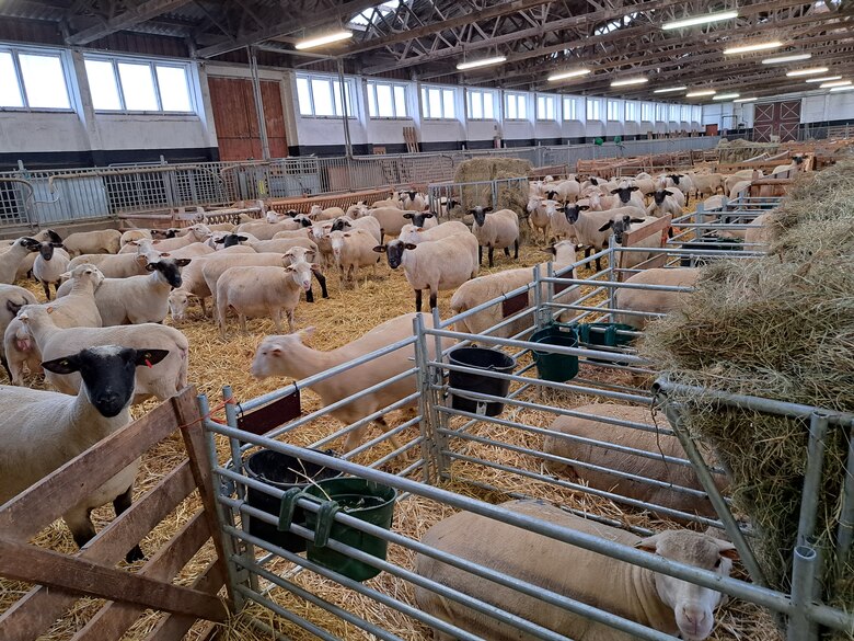 Stall mit Schafen