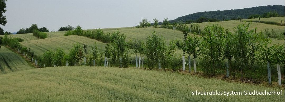 silvoarables System Gladbacherhof