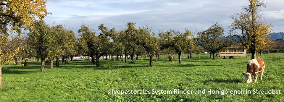 silvopastorales System Rinder und Honigbienen in Streuobst